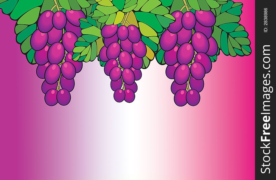 A bunch of purple grapes growing on the vine. A bunch of purple grapes growing on the vine