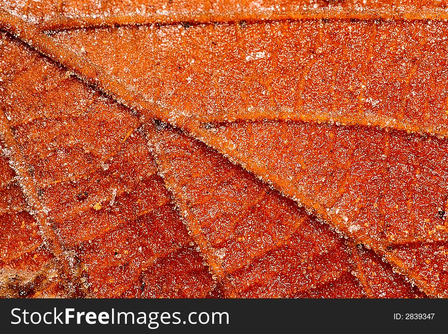 Background of dead brown leaves covered in frost, Close up