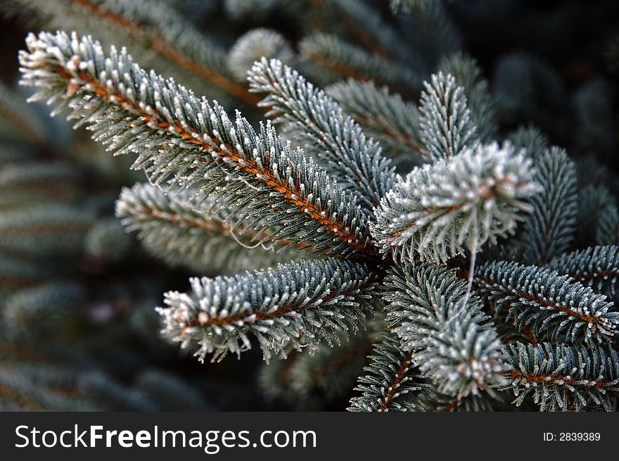 Frost Pine Branch