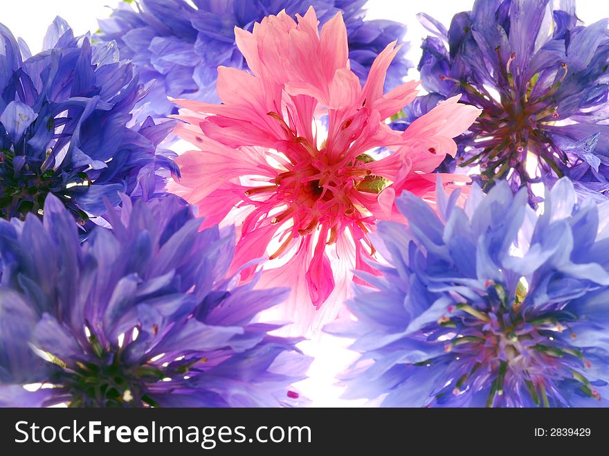 Close up of pink and blue flowers