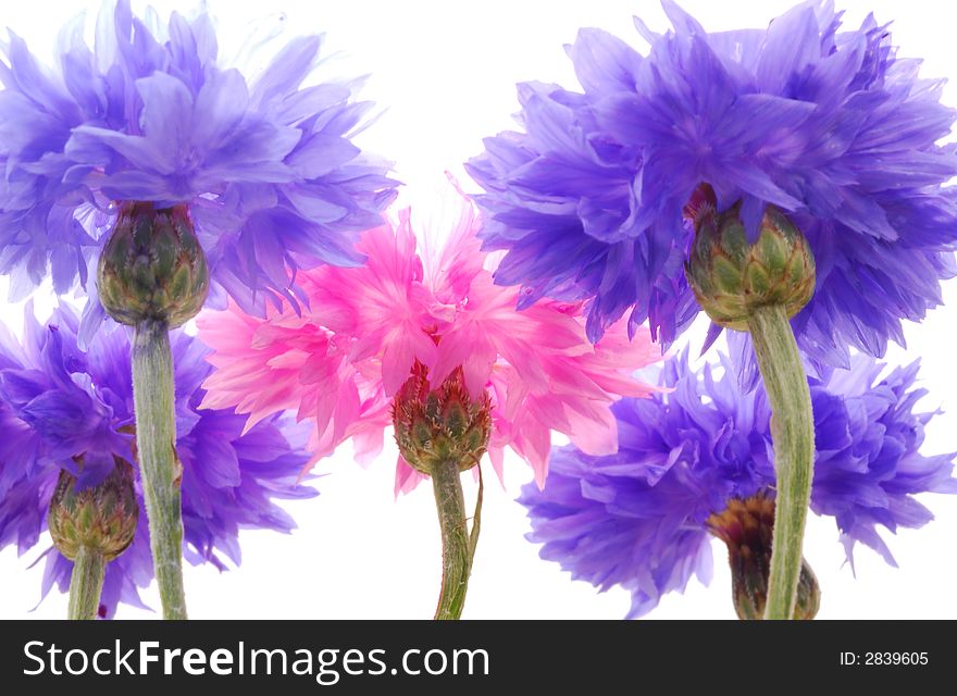 Pink and blue transparent flowers