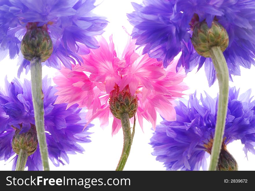 Pink and blue flowers against white background. Pink and blue flowers against white background