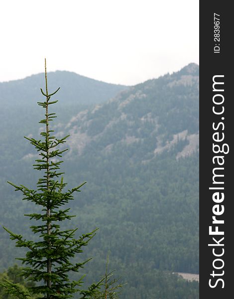 Landscape whith Fir on a mountain