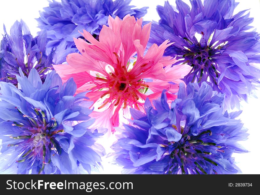 Pink and blue flowers on white background