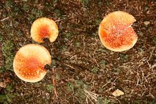 Three Toadstools Stock Image Three Toadstools Stock Image