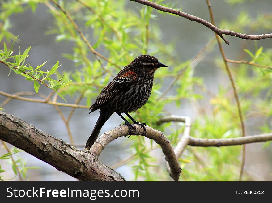 The bird sitting on tree dranch