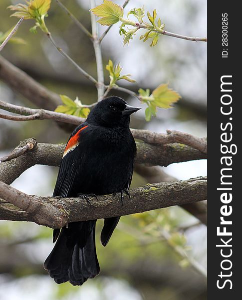 The black bird sitting on the branch