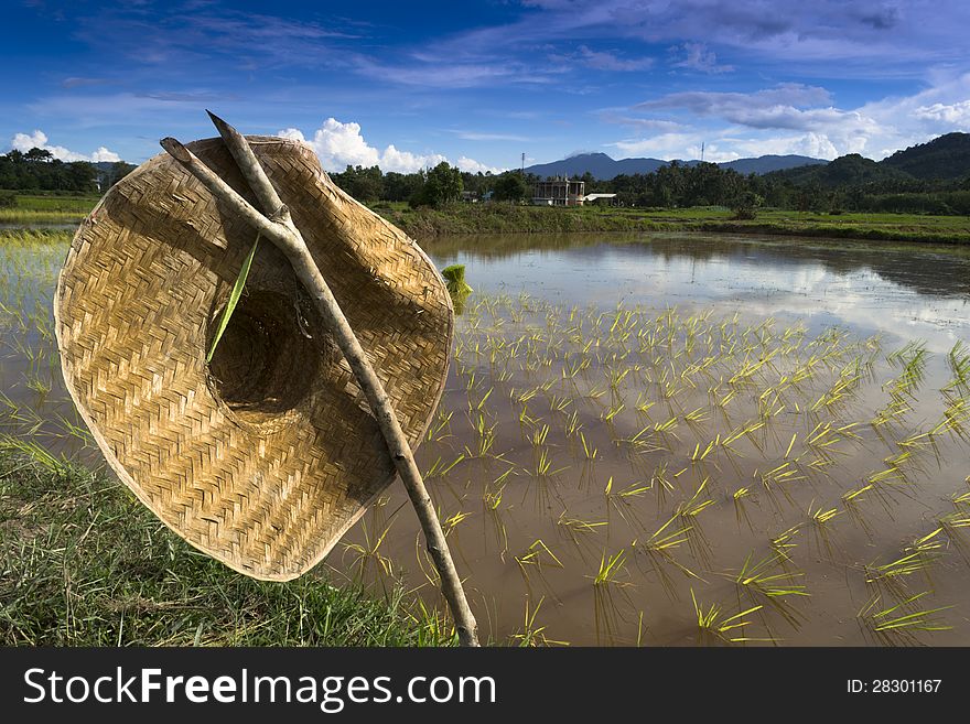 Cap covering the farmer.