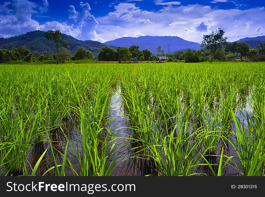 Surrounded by lush green paddy fields, vast. Sky with mountains in the background. Surrounded by lush green paddy fields, vast. Sky with mountains in the background.