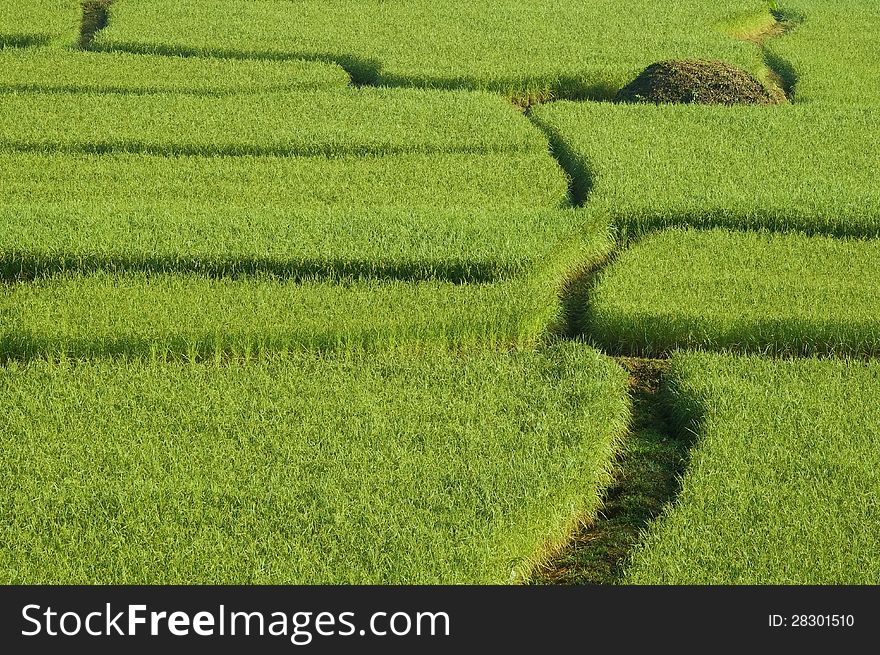 Many Green paddy in Thailand