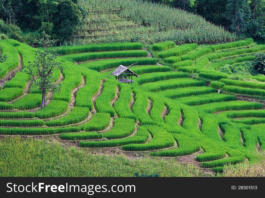 Beautiful rice terraces of northern Thailand. Beautiful rice terraces of northern Thailand.