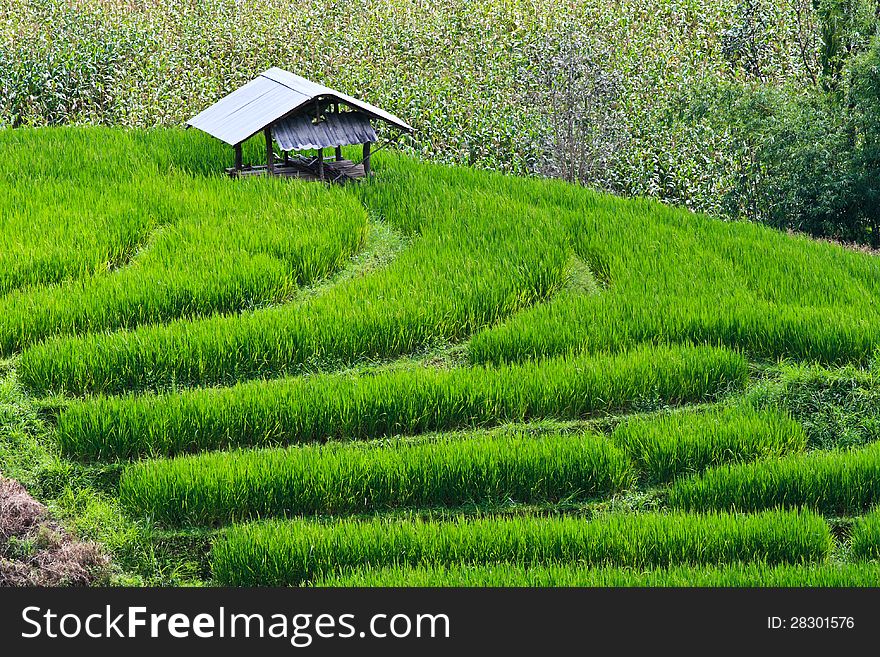 Terraced Rice Fields In Northern Thailand