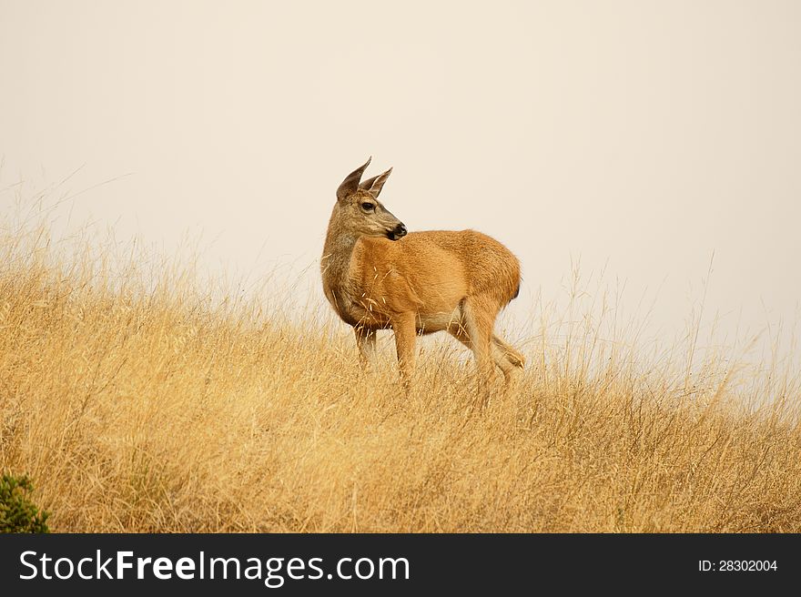 Deer poses and dramatically looks into the fields. Deer poses and dramatically looks into the fields