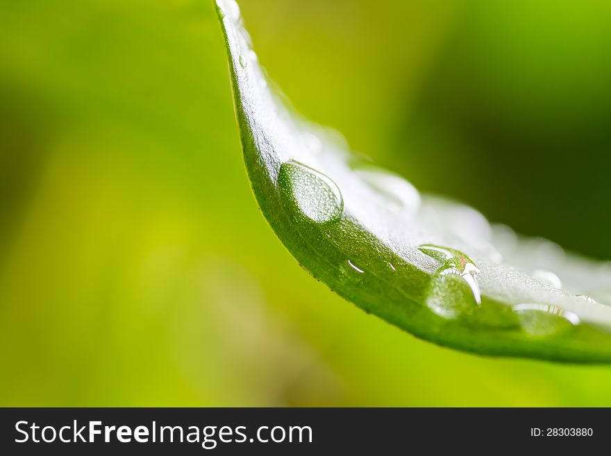 Close-up of a leaf and water drops. Close-up of a leaf and water drops