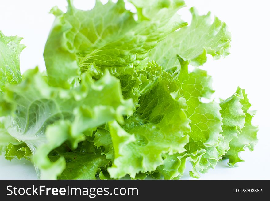 Green Salad On A White Background - Lollo Rosso