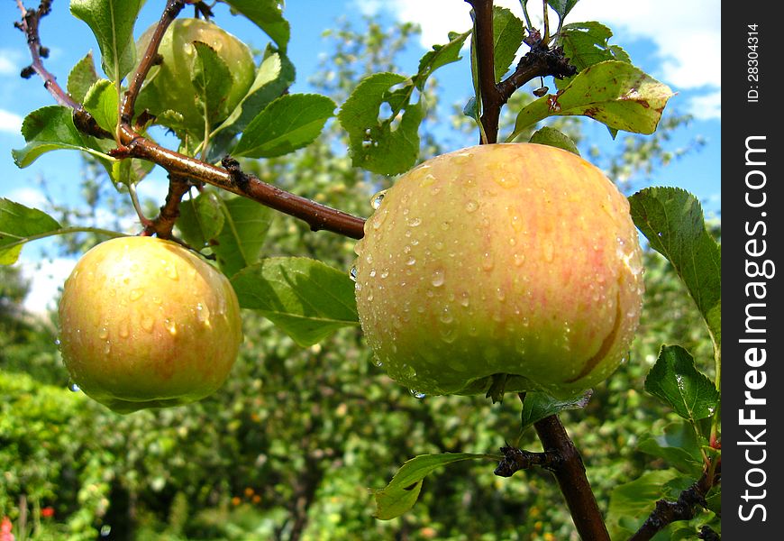 Very Tasty And Ripe Apples