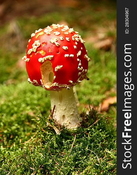 Small red and poisonous mushroom with white dots on hat. Small red and poisonous mushroom with white dots on hat