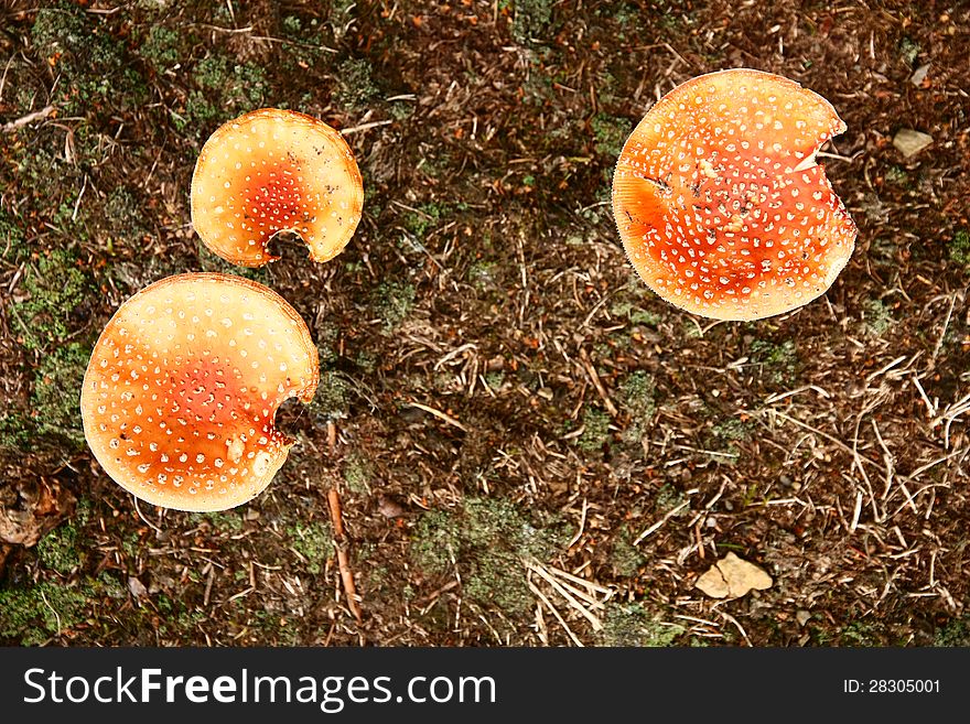 Three poisonous mushrooms from above. Three poisonous mushrooms from above