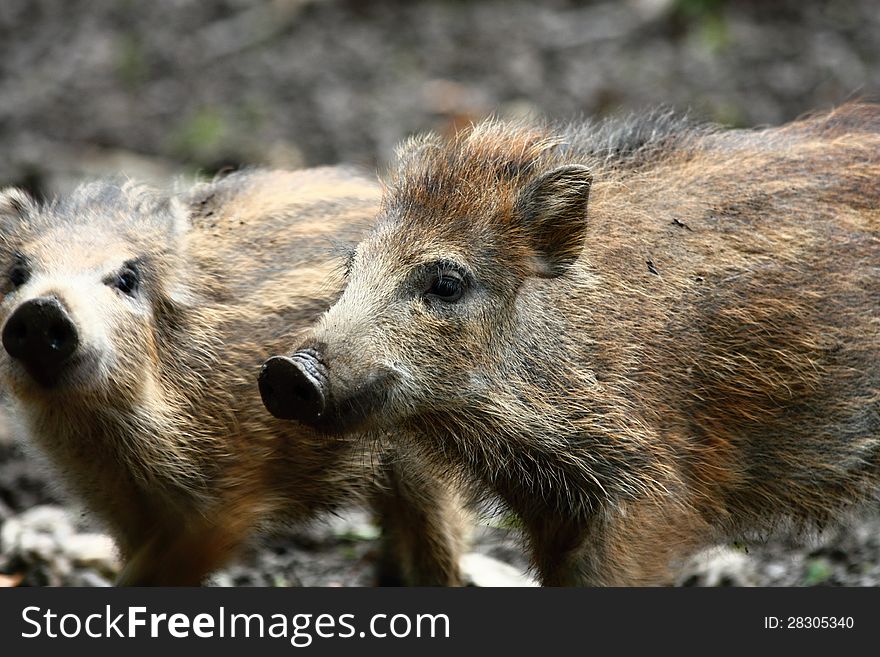 Detail two small striped wild boars. Detail two small striped wild boars