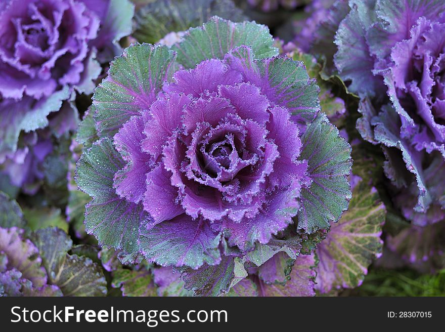 Red Cabbage(Brassica oleracea Linn)  in the winter