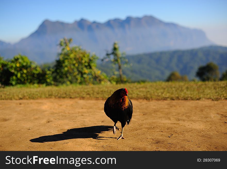 Asia chicken walking on the mountain
