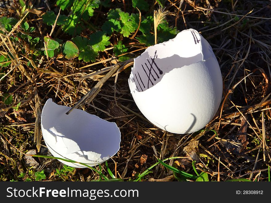 Eggshell after hatching one chick. Eggshell after hatching one chick