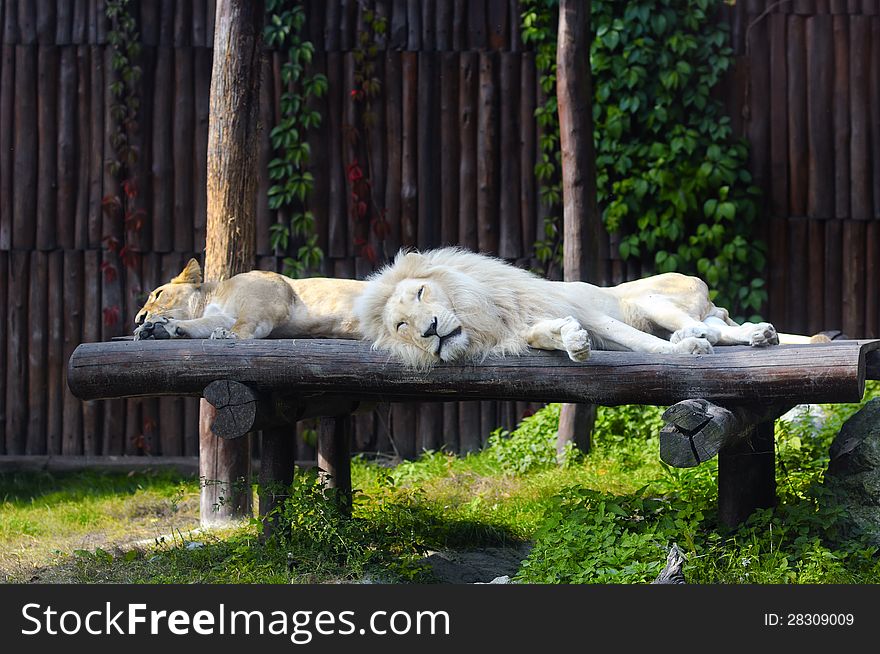 South African lion and female rests in zoo
