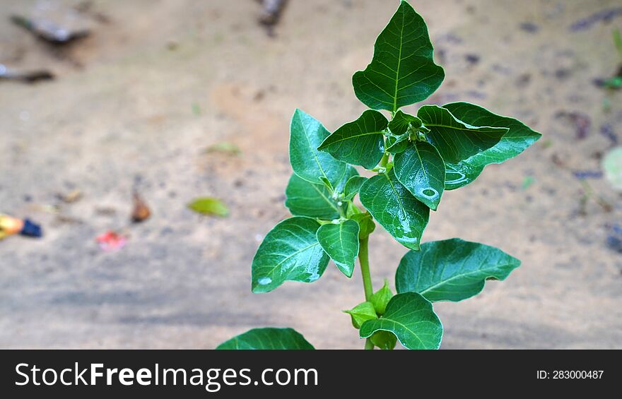 Ashwagandha Dry Root Medicinal Herb With Fresh Leaves, Also Known As Withania Somnifera, Ashwagandha, Indian Ginseng, Poison Goose