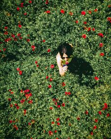 Top Aerial Girl Smell Flower In Poppy Field Spring Nature. Red Green Poppy Flower Field .Concept Of Woman Wellness And Freedom Stock Photos