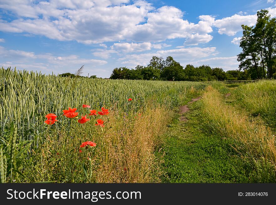 Field road along a field with wheat and red poppies