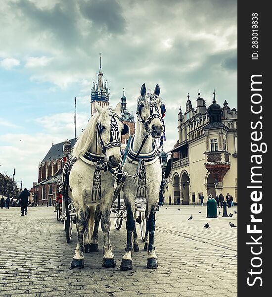 Krakow, Poland - 5th March, 2023: Two Beautiful White Horse With Carriage For Tourist Tour In Central Market Square In Krakow - Hi