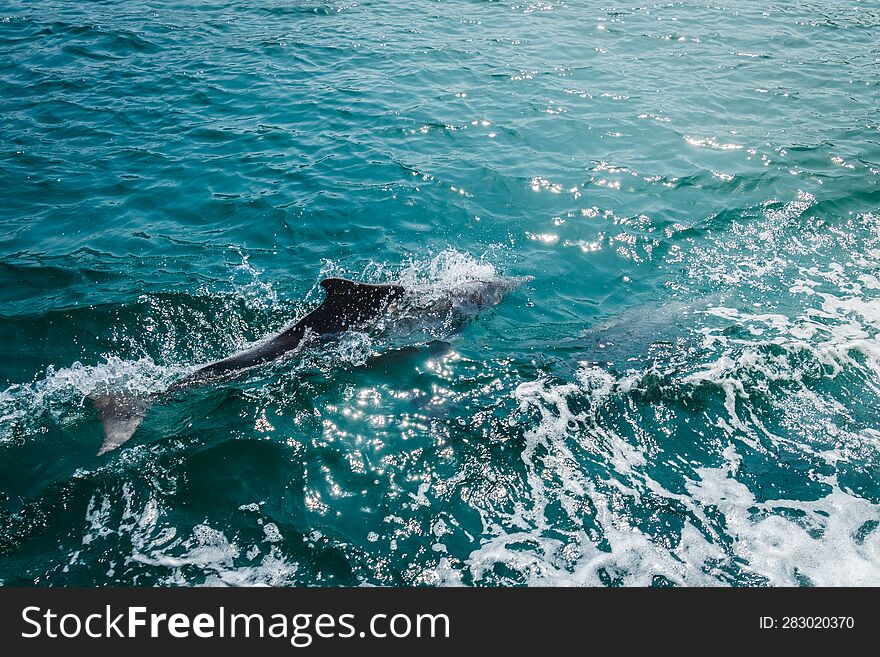 Dolphin Spotted On Cruise Tour In Oman Persian Gulf Bay. Mirellas Island. Musandam