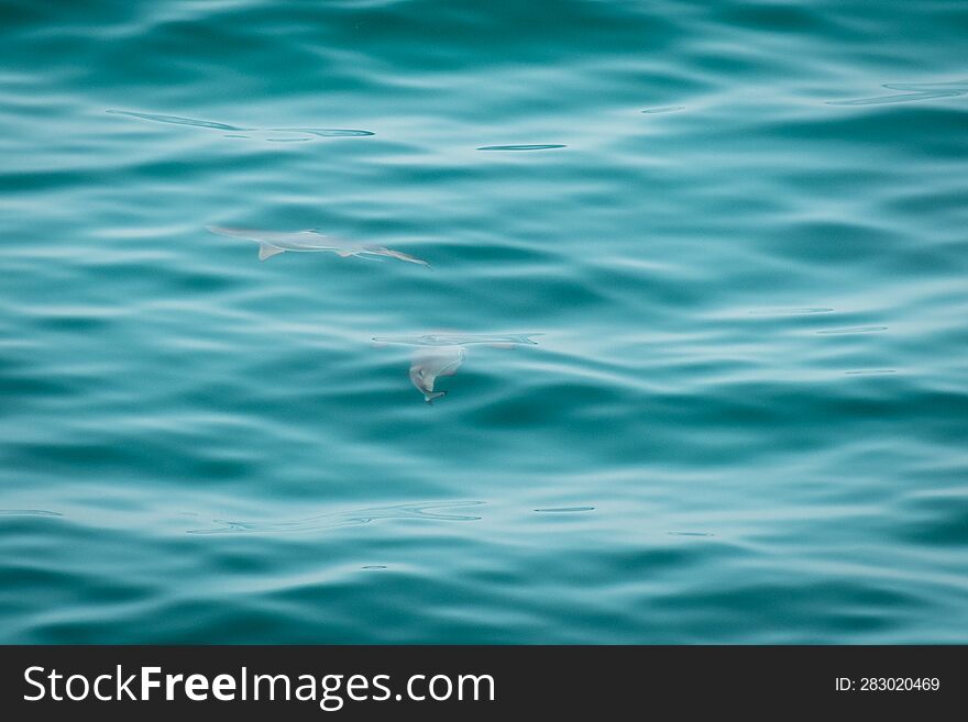 Shark Swim In Clear Turquoise Water In Persian Gulf