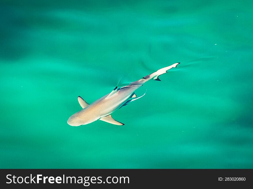 Shark Swim In Clear Turquoise Water In Persian Gulf