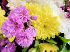 Free Beautiful Colorful Chrysanthemum Koreanum Flower Decoration Stock Photo - 283037700
