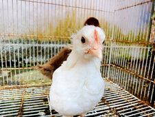 Free A White Broiler Chick Is Looking At The Camera In The Chicken Coop Royalty Free Stock Photo - 283037705