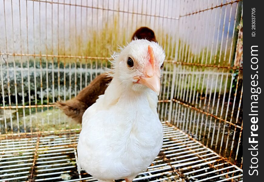 A White Broiler Chick Is Looking At The Camera In The Chicken Coop