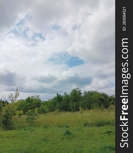 a beautiful unkempt glade with overgrown grass and green trees