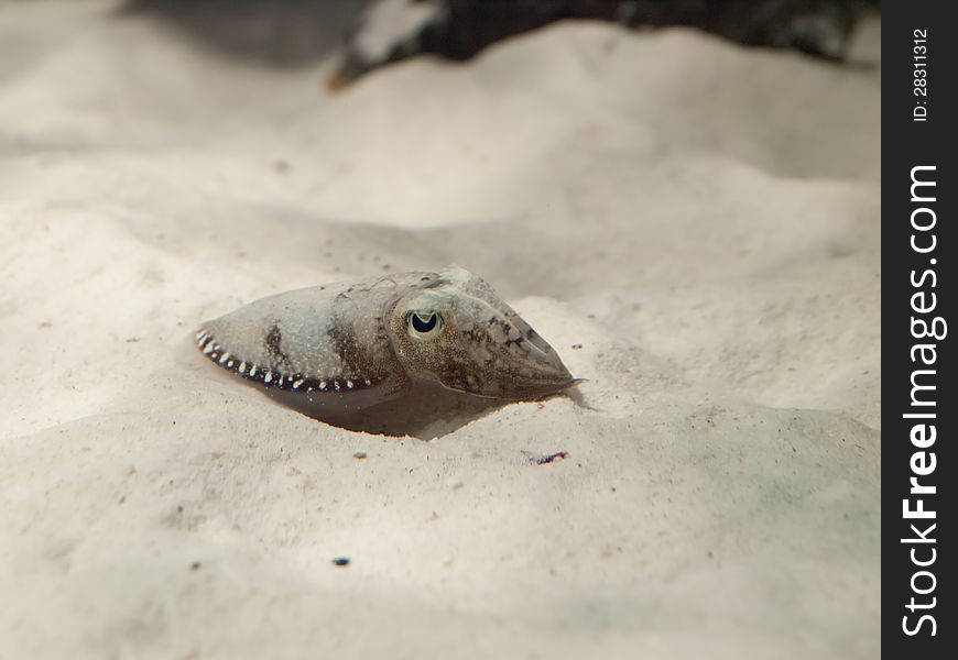 Sepia latimanus, also known as the Broadclub Cuttlefish, is widely distributed from the Andaman Sea