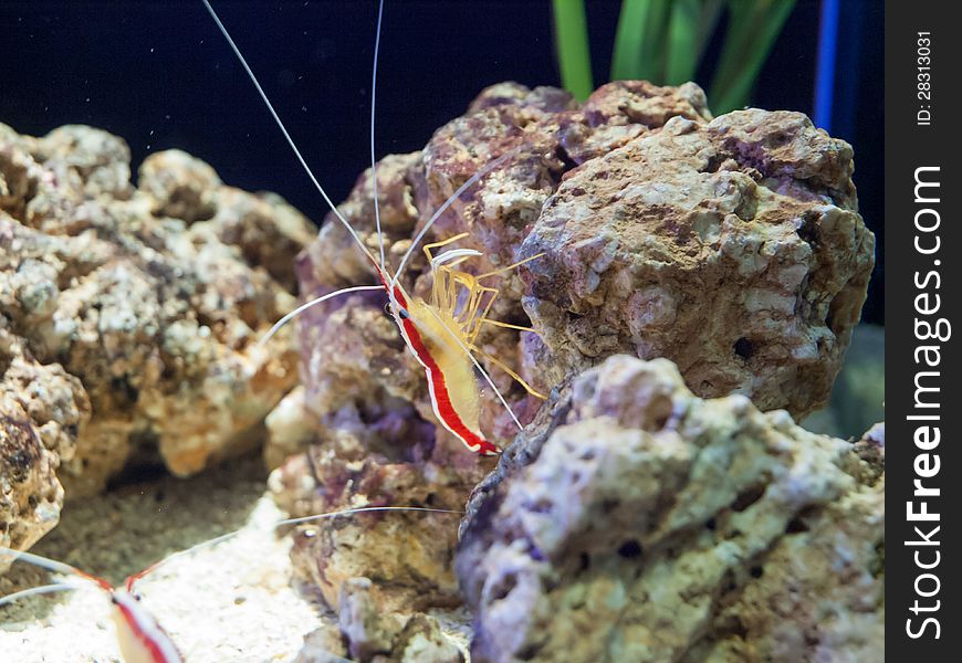 The Amboin Cleaner Shrimp (Lysmata amboinensis) is larger shrimp species that can be found in the tropical waters of the western Pacific Ocean.