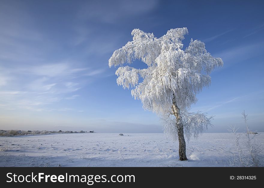 Winter Forest