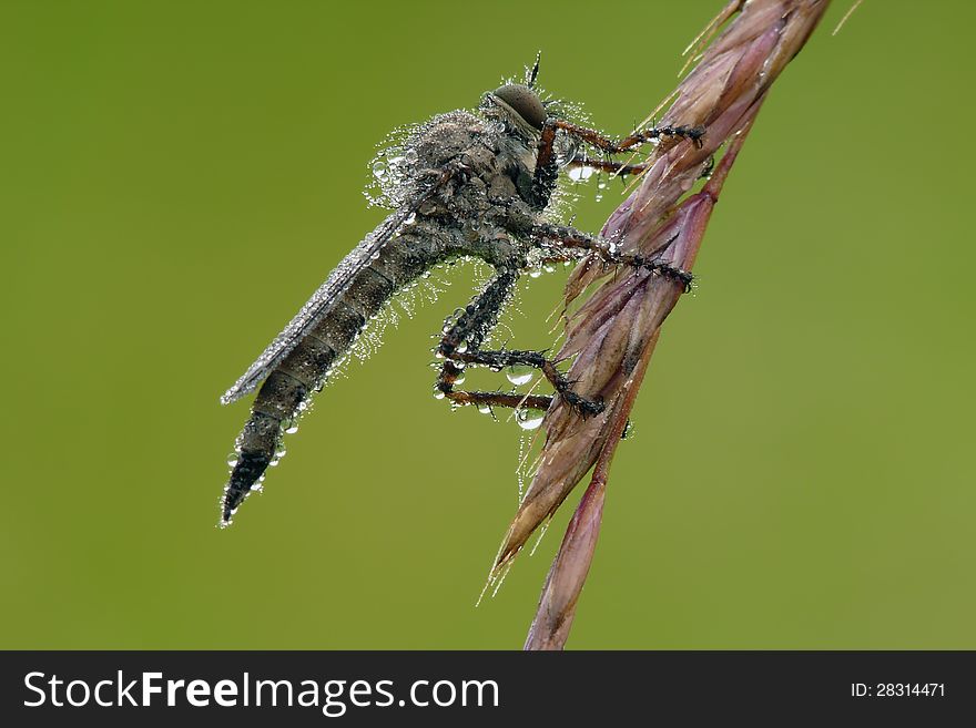 The Robber flies are powerfully built, bristly flies with short, sharp, stout sucking mouthparts. The Robber flies are powerfully built, bristly flies with short, sharp, stout sucking mouthparts.