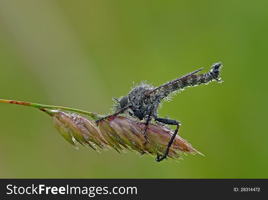 The Robber flies are powerfully built, bristly flies with short, sharp, stout sucking mouthparts. The Robber flies are powerfully built, bristly flies with short, sharp, stout sucking mouthparts.