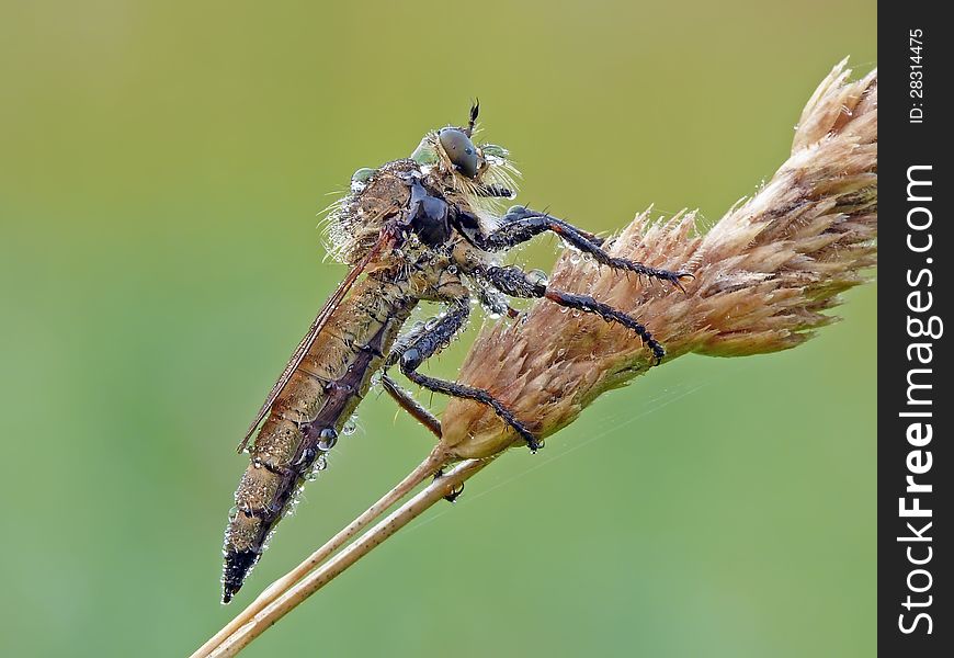 The Robber flies are powerfully built, bristly flies with short, sharp, stout sucking mouthparts. The Robber flies are powerfully built, bristly flies with short, sharp, stout sucking mouthparts.