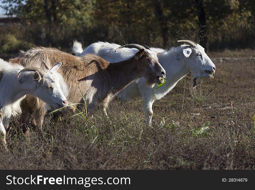 Goats eating just before sunset