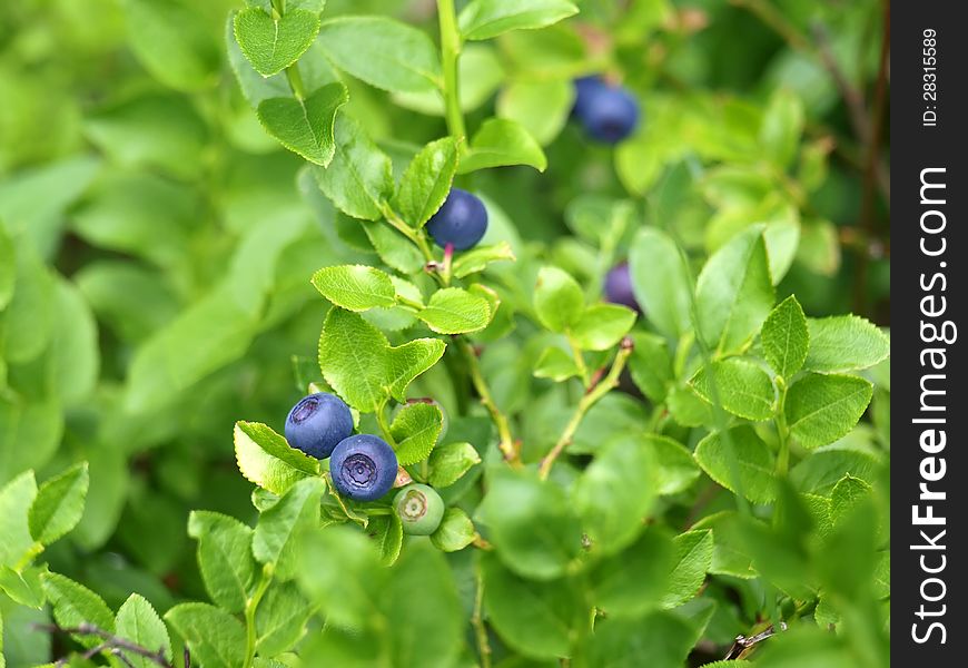 Blueberry bush in detail. Blueberry bush in detail.