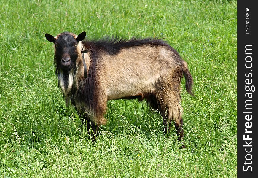 An ugly billy goat. Slovakia