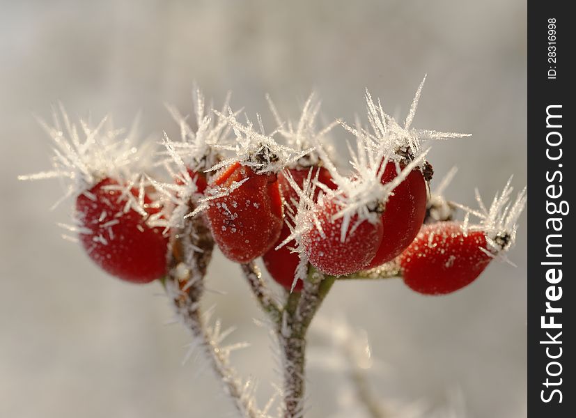 Winter Hawthorn berries