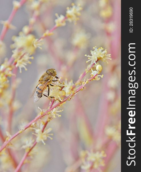 Macro image of hoverfly on a flower. Macro image of hoverfly on a flower