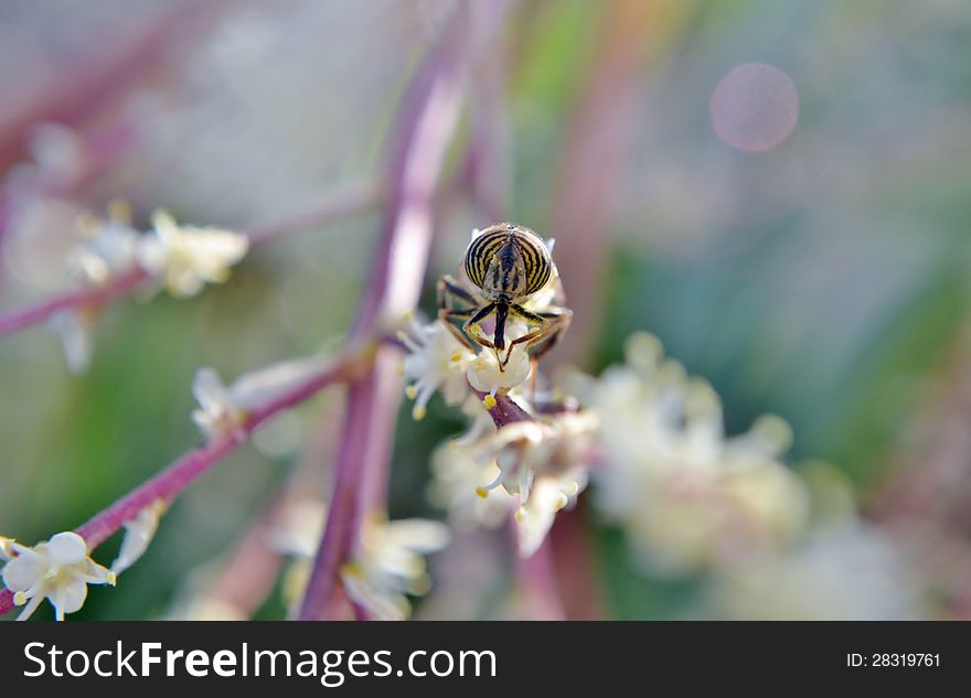 Macro image of hoverfly on a flower. Macro image of hoverfly on a flower